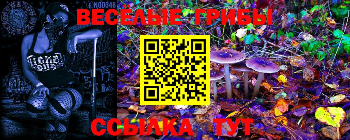 Псилоцибиновые грибы Psilocybe Димитровград